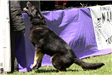 K-9 Police Practice 2