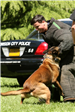 K-9 Police Practice 4