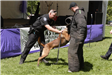 K-9 Police Practice 5