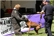 K-9 Police Practice 13