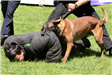 K-9 Police Practice 17
