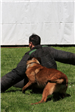 K-9 Police Practice 18