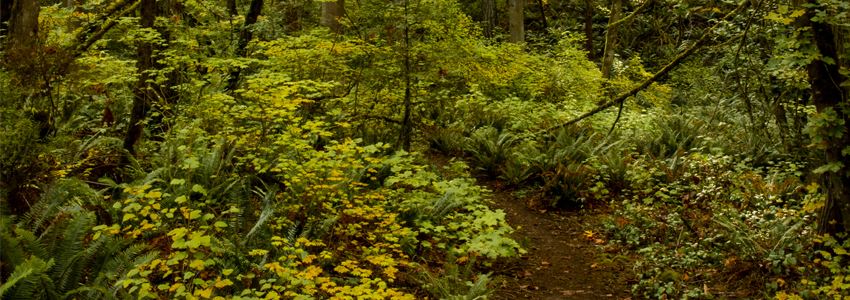 Canemah Bluff park horiz for news list