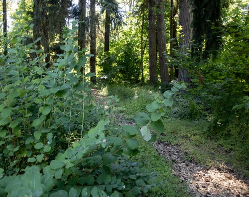 Abernethy Creek Park planting for press release