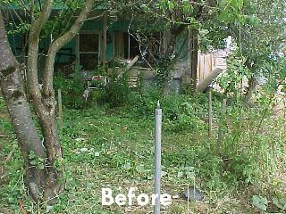 Dilapidated House with Overgrown Lawn and Trees Before Code Enforcement