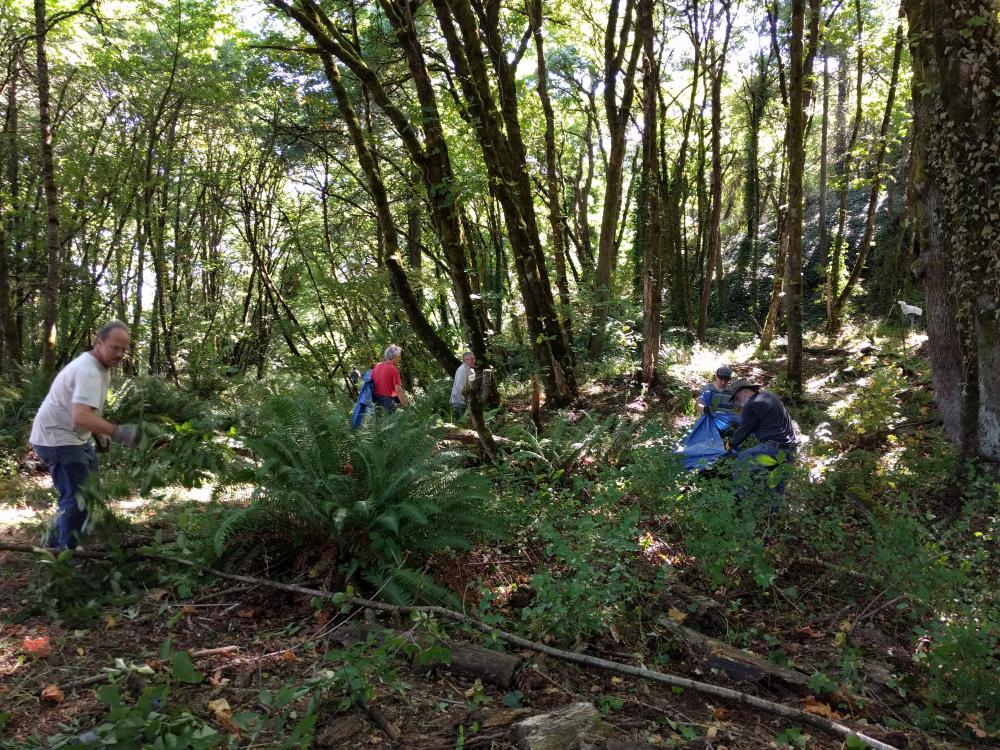 Greenway for a Day - Five People Pulling Ivy in Old Canemah Park
