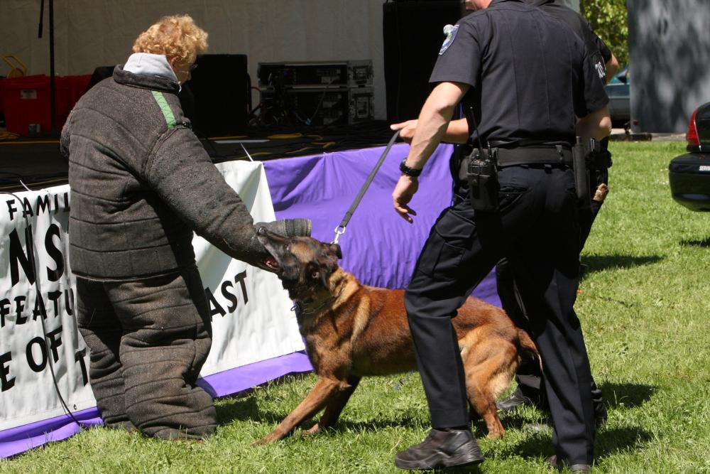 K-9 Police Practice 11