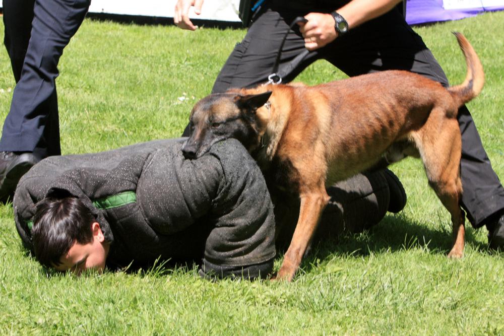 K-9 Police Practice 17