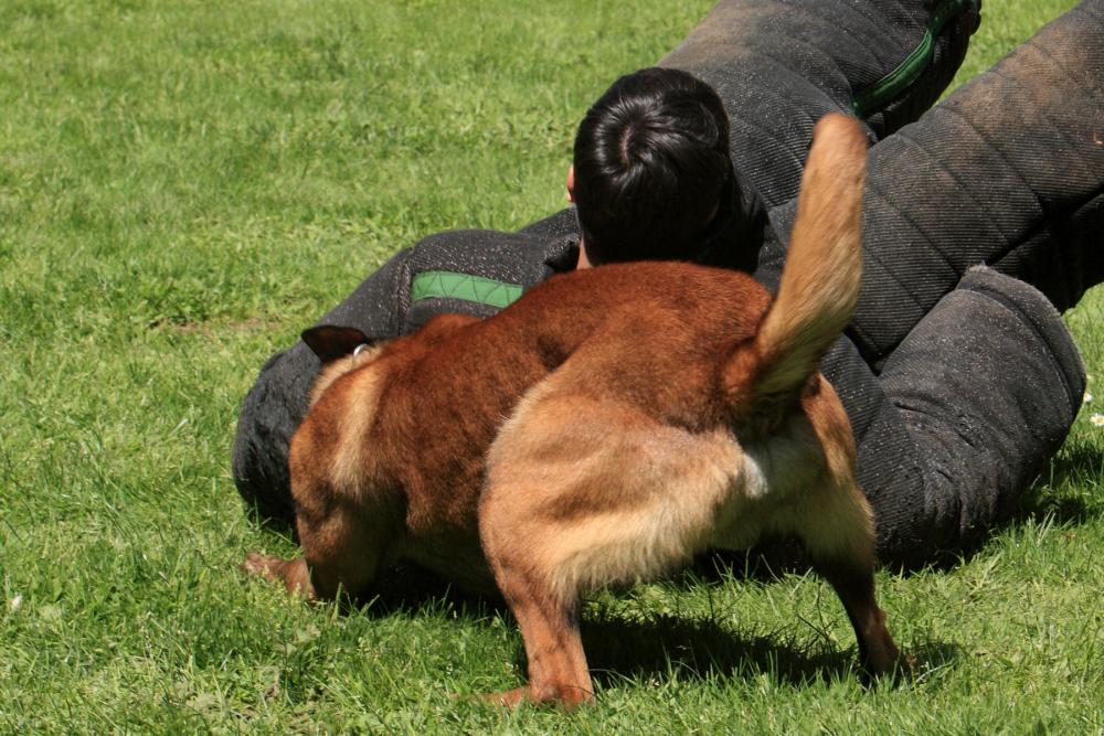 K-9 Police Practice 19