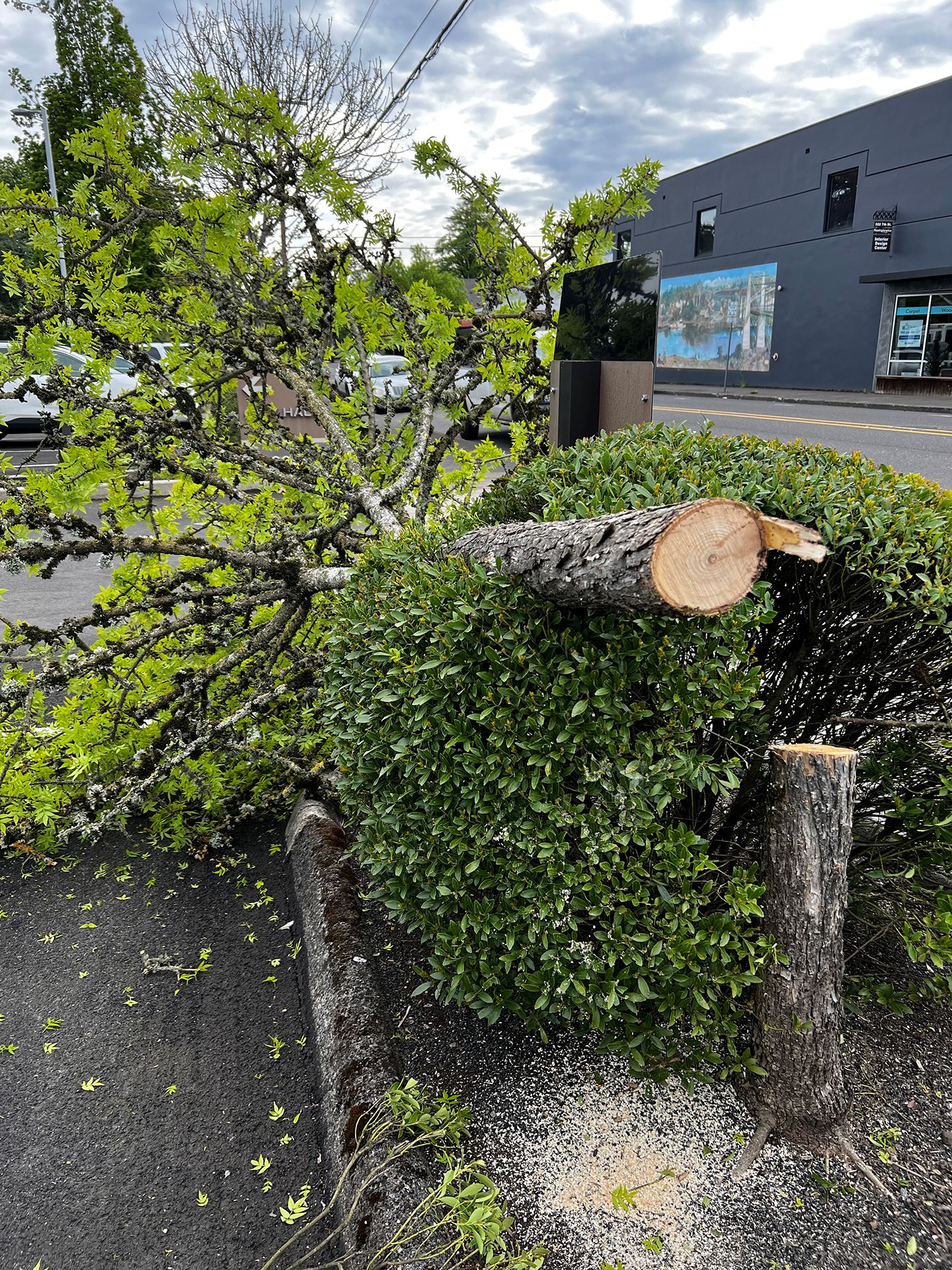 Tree illegally cut down at City Hall in Oregon City
