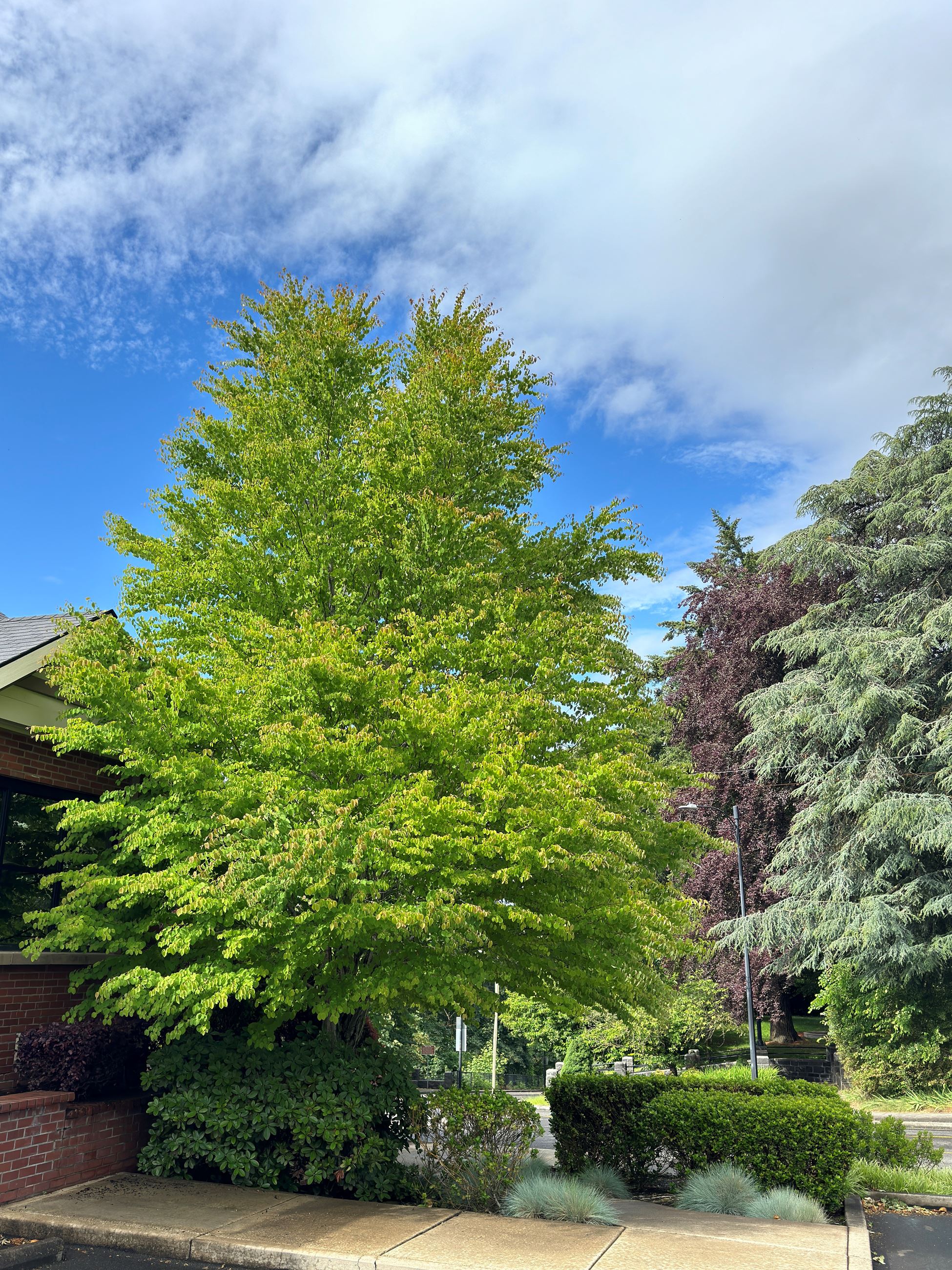 A healthy tree beneath a blue sky in Oregon City.